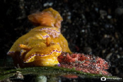 Perfect place for laying eggs by Nadya Kulagina 